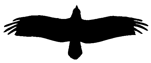 A. Bald eagle B. Sharp-shinned hawk C. Golden eagle
