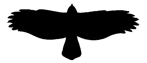 A. Peregrine falcon B. Golden eagle C. Coopers hawk