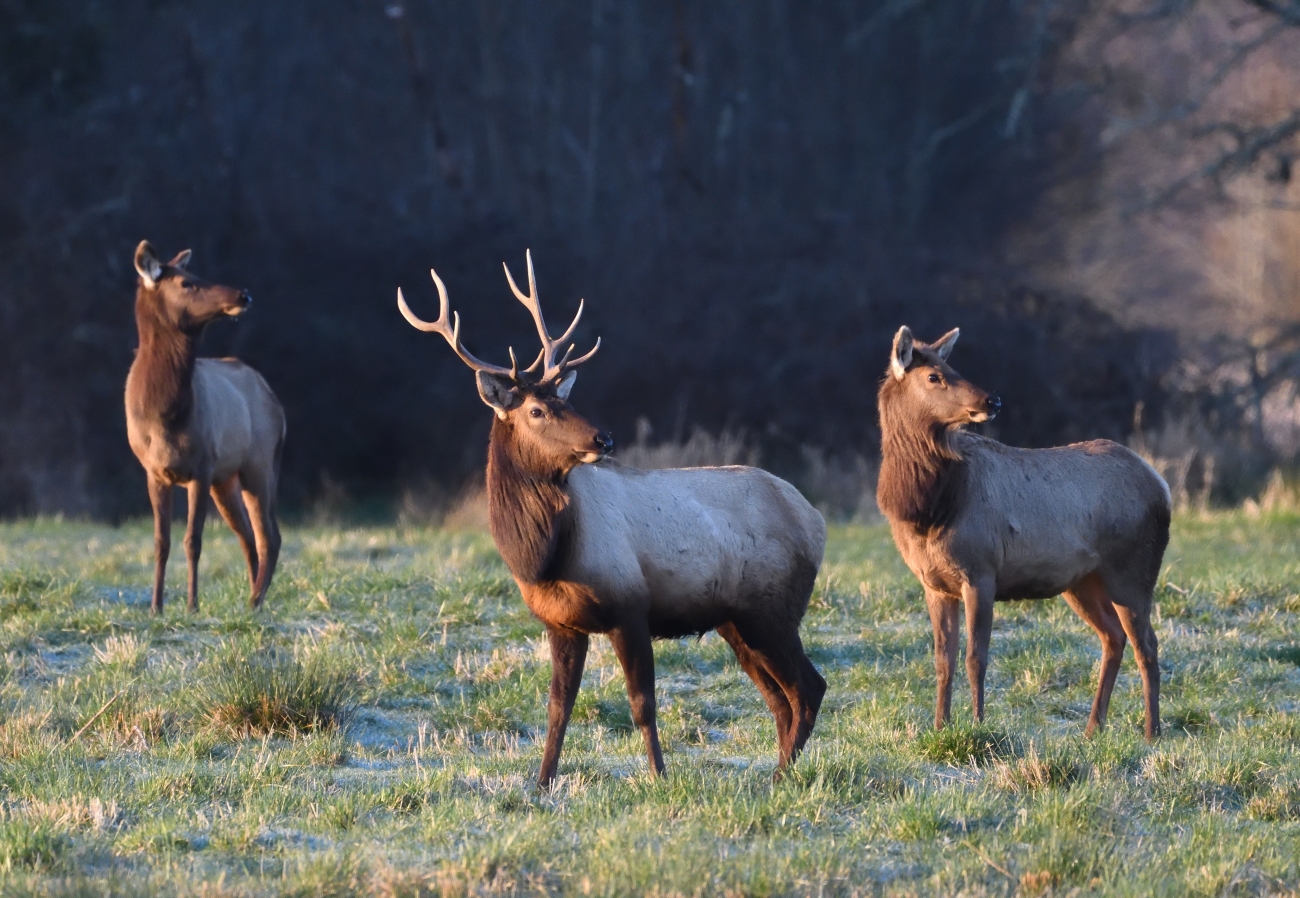 A bull elk with a couple of elk cows (Cervus canadensis) all standing alert in the grassy field.