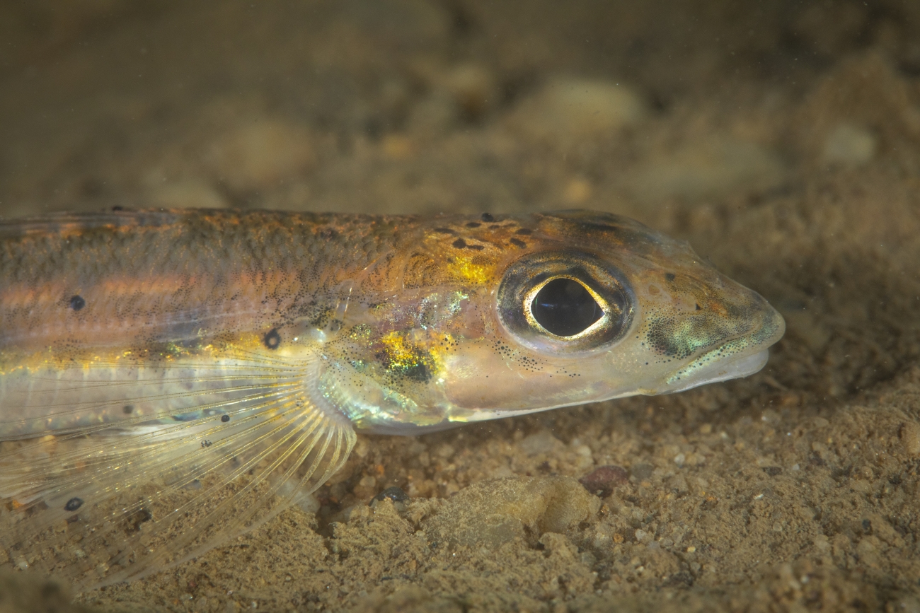 Close-up of fish photo