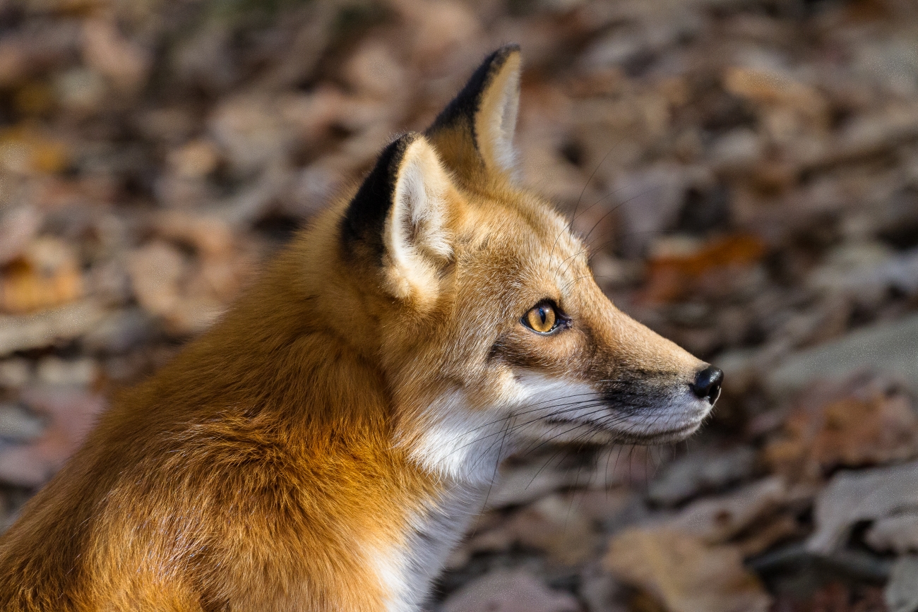 close up of a Red Fox face