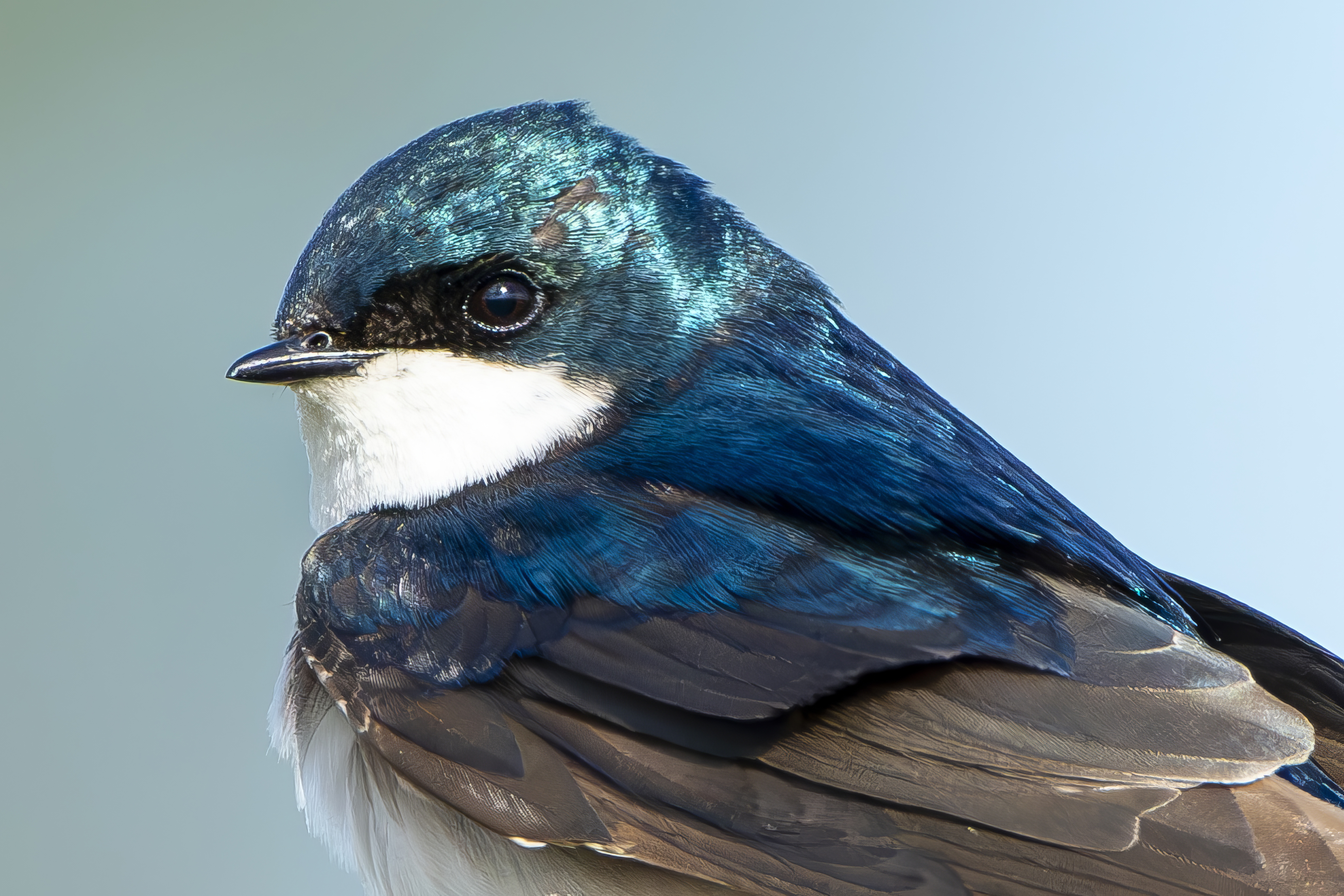 Picture of tree swallow