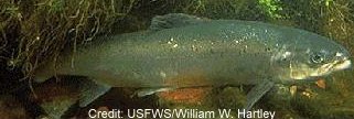 Atlantic Salmon